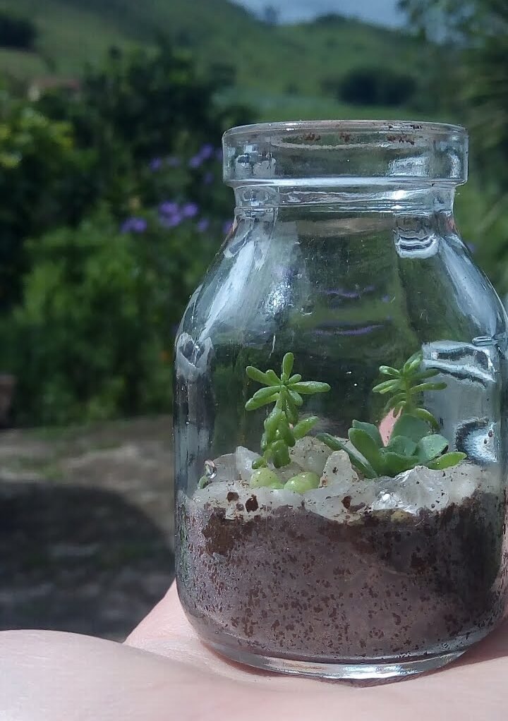 Sentido não se acha, se planta